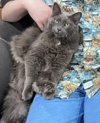 Lost Male Cat last seen Cactus Court and Tamarind Circle, Orlando, FL 32819