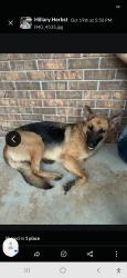 Reunited Female Dog last seen Overlook Rd, Mobile, AL 36618