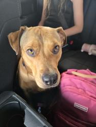 Found/Stray Female Dog last seen Wiley post airport, Oklahoma City, OK 73132