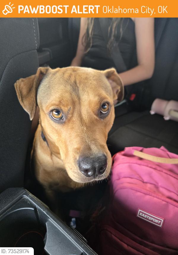 Found/Stray Female Dog last seen Wiley post airport, Oklahoma City, OK 73132