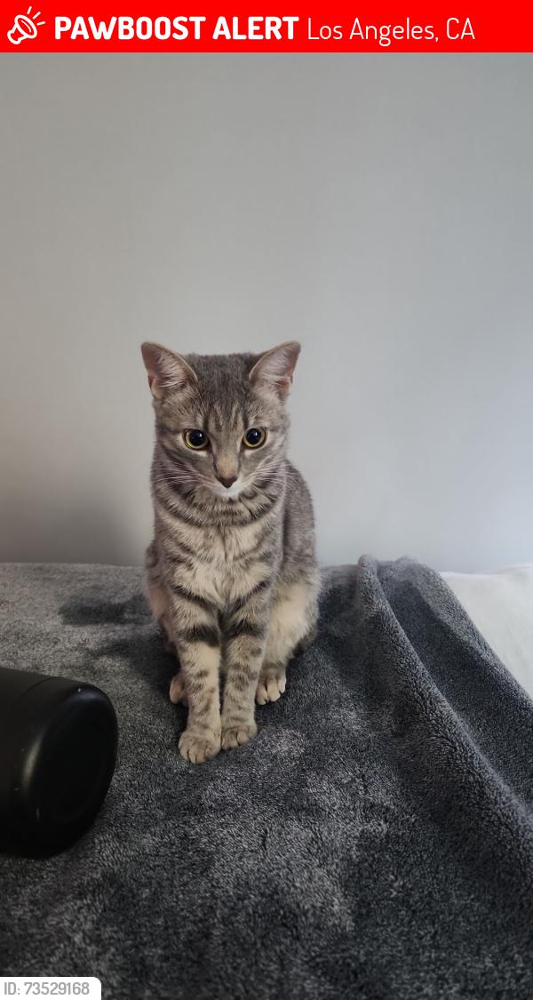 Lost Female Cat last seen Manchester and Slauson, Los Angeles, CA 90047