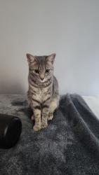 Lost Female Cat last seen Manchester and Slauson, Los Angeles, CA 90047