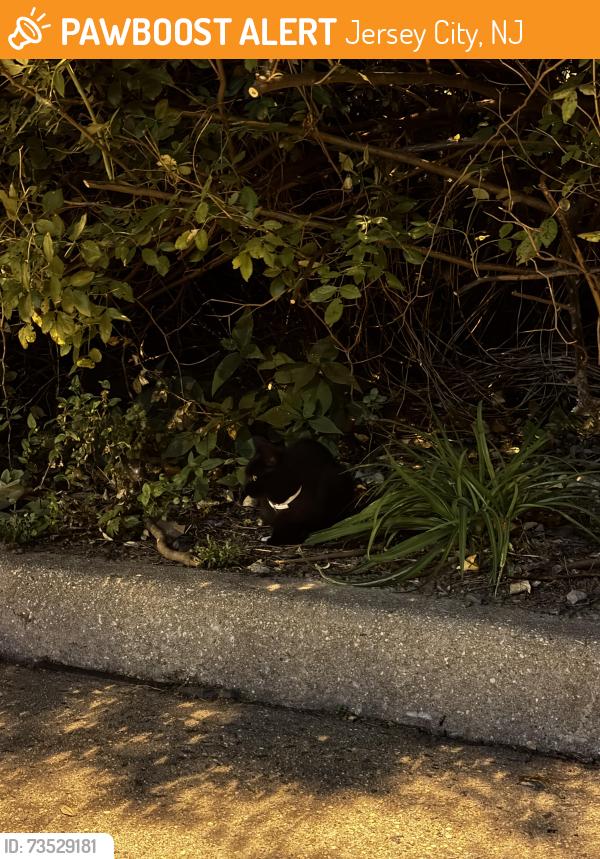 Found/Stray Unknown Cat last seen Near Summit ave, Jersey City, NJ 07307