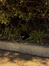 Found/Stray Unknown Cat last seen Near Summit ave, Jersey City, NJ 07307