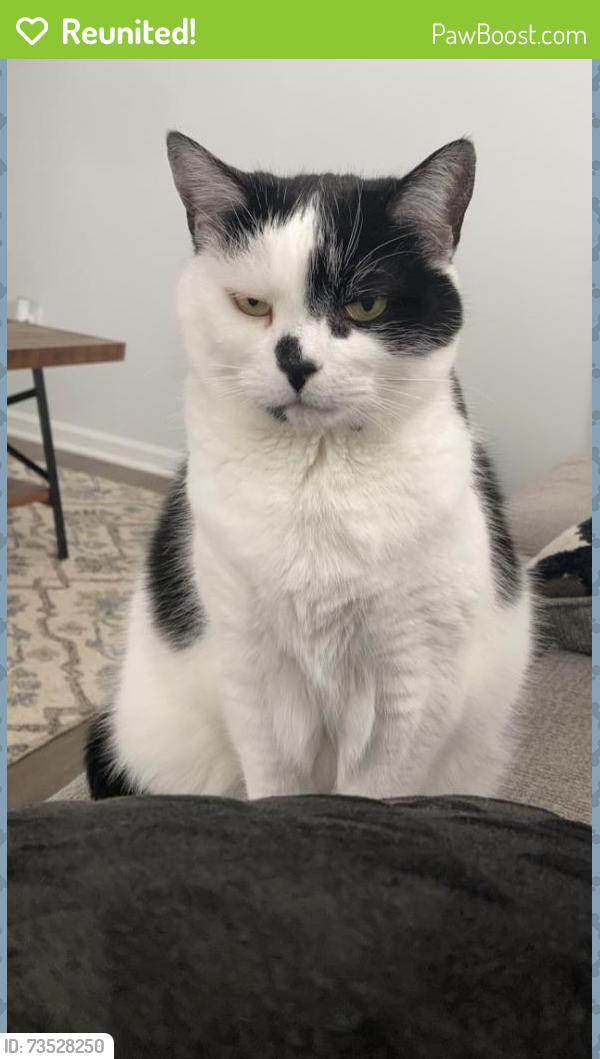 Reunited Female Cat last seen Sturgeon Street, Smithfield, NC 27577