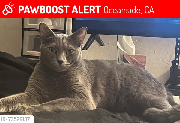 Lost Male Cat last seen John landed park, Oceanside, CA 92056