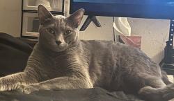 Lost Male Cat last seen John landed park, Oceanside, CA 92056