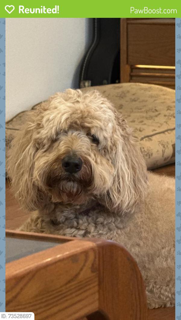 Reunited Female Dog last seen Near Piedmont Ave, Austin, TX 78757, USA, Austin, TX 78757
