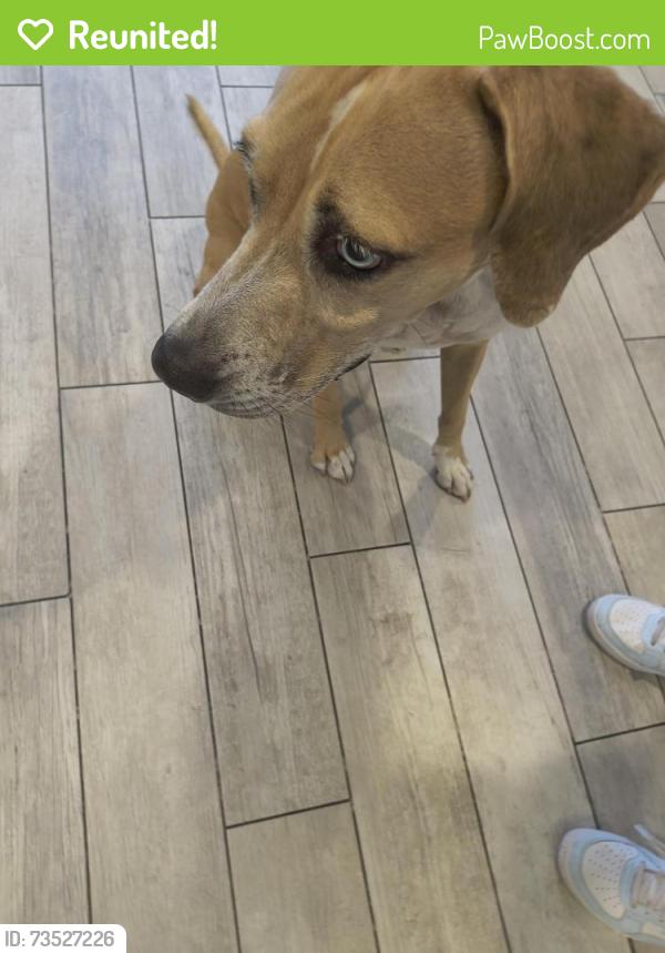 Reunited Female Dog last seen Palm tree Blvd. and 40th street, Cape Coral, FL 33904