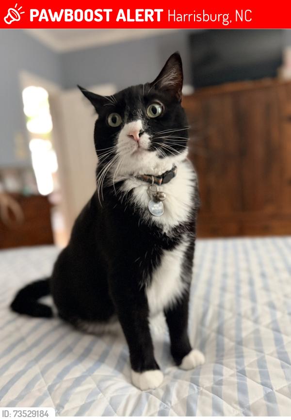 Lost Male Cat last seen Bradford Park neighborhood, Harrisburg, NC 28075