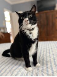 Lost Male Cat last seen Bradford Park neighborhood, Harrisburg, NC 28075