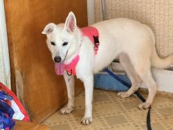 Lost Female Dog last seen Hopewell Veterinary Group, Routes 654 and 518, Hopewell Township, NJ 08534