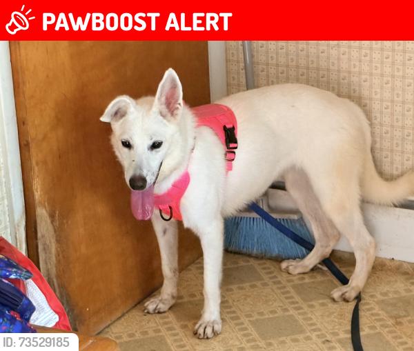 Lost Female Dog last seen Hopewell Veterinary Group, Routes 654 and 518, Hopewell Township, NJ 08534