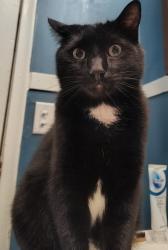 Lost Male Cat last seen 46th and Grand ave, Omaha, NE 68104