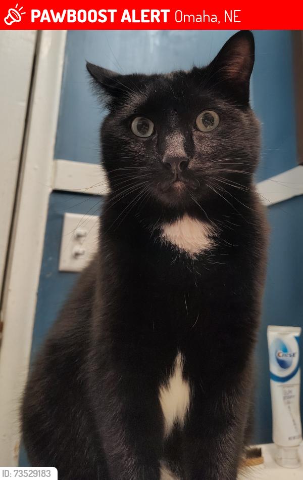 Lost Male Cat last seen 46th and Grand ave, Omaha, NE 68104