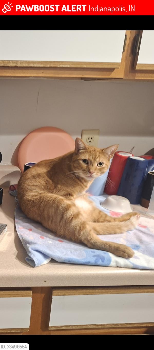 Lost Male Cat last seen Camby rd and Kentucky ave., Indianapolis, IN 46113