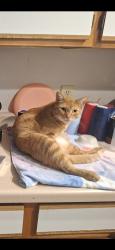 Lost Male Cat last seen Camby rd and Kentucky ave., Indianapolis, IN 46113