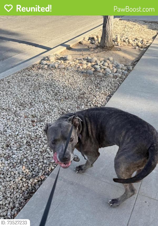 Reunited Male Dog last seen Fig Garden Loop &Tamera, Fresno, CA 93711