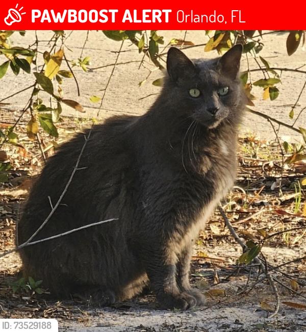 Lost Male Cat last seen Cactus Court and Tamarind Circle, Orlando, FL 32819