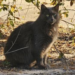 Lost Male Cat last seen Cactus Court and Tamarind Circle, Orlando, FL 32819