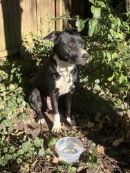 Found/Stray Female Dog last seen Morrvue Drive, Cincinnati, OH 45238