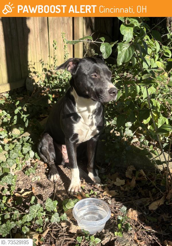 Found/Stray Female Dog last seen Morrvue Drive, Cincinnati, OH 45238