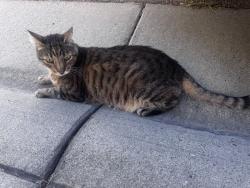 Found/Stray Unknown Cat last seen Fawn Trail Way, Antelope, CA 95843