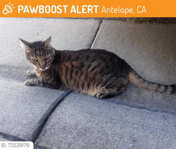 Found/Stray Unknown Cat last seen Fawn Trail Way, Antelope, CA 95843
