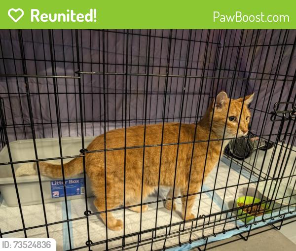 Reunited Unknown Cat last seen Mccoy and S vireo, Kennedy Township, PA 15136