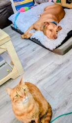 Lost Male Cat last seen Post Road US1, US-1,  23803