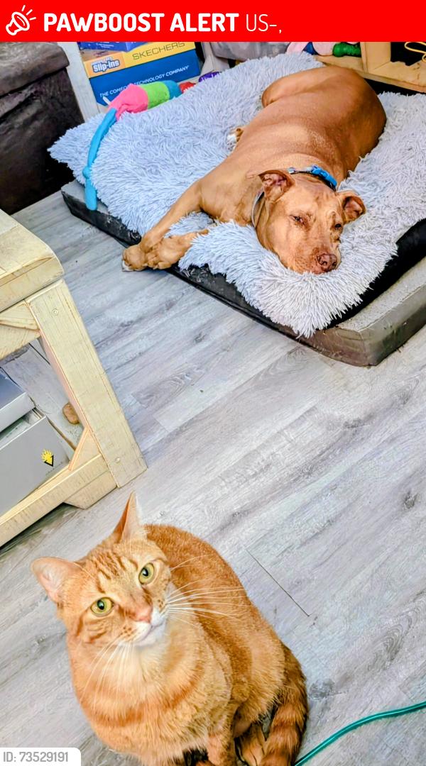 Lost Male Cat last seen Post Road US1, US-1,  23803