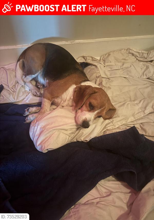 Lost Female Dog last seen Shaw Mill rd and Livingston rd, Fayetteville, NC 28311