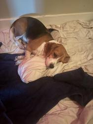 Lost Female Dog last seen Shaw Mill rd and Livingston rd, Fayetteville, NC 28311