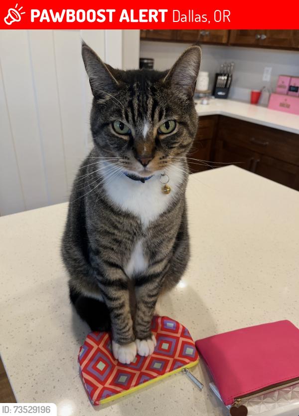 Lost Male Cat last seen Se Jonathan ave DALLAS OR, Dallas, OR 97338