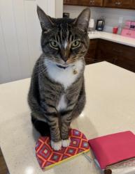 Lost Male Cat last seen Se Jonathan ave DALLAS OR, Dallas, OR 97338