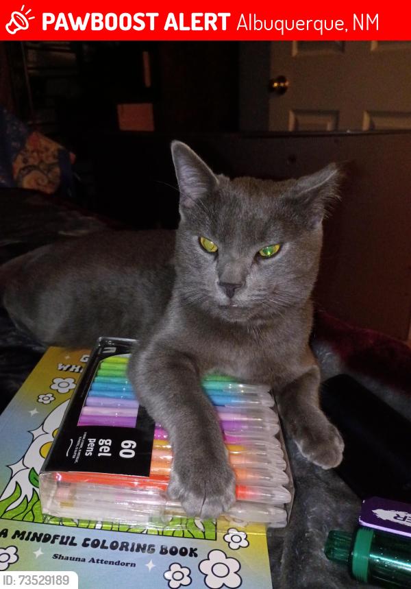 Lost Unknown Cat last seen trumble and alcazar, Albuquerque, NM 87108