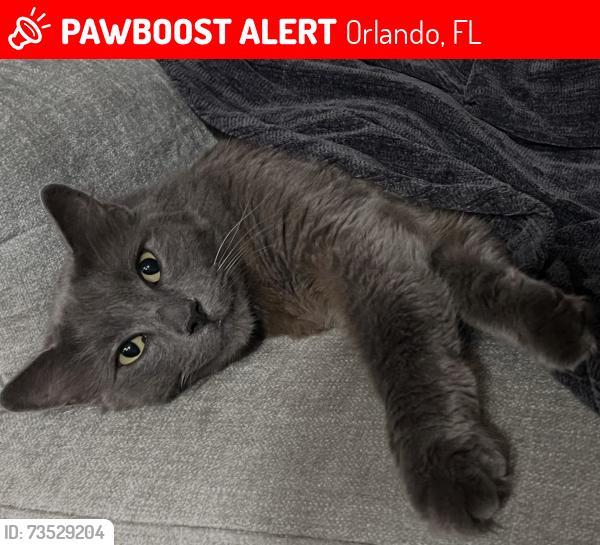 Lost Male Cat last seen Cactus Court and Tamarind Circle, Orlando, FL 32819
