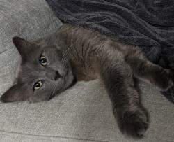 Lost Male Cat last seen Cactus Court and Tamarind Circle, Orlando, FL 32819