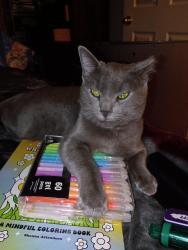 Lost Unknown Cat last seen trumble and alcazar, Albuquerque, NM 87108