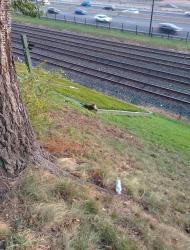 Found/Stray Unknown Cat last seen King St W at the Queensway, Toronto, ON M6K 1J4