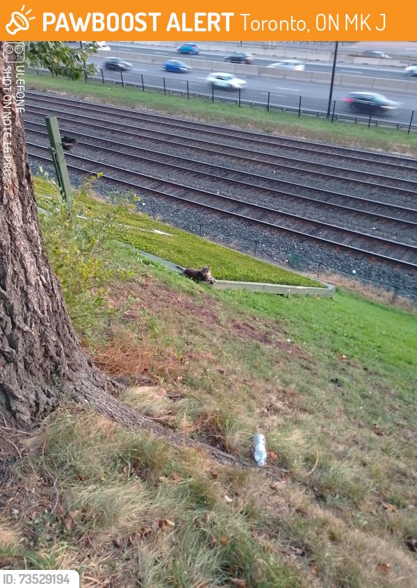 Found/Stray Unknown Cat last seen King St W at the Queensway, Toronto, ON M6K 1J4