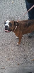 Reunited Female Dog last seen North 2nd Street, Loves Park, IL 61111
