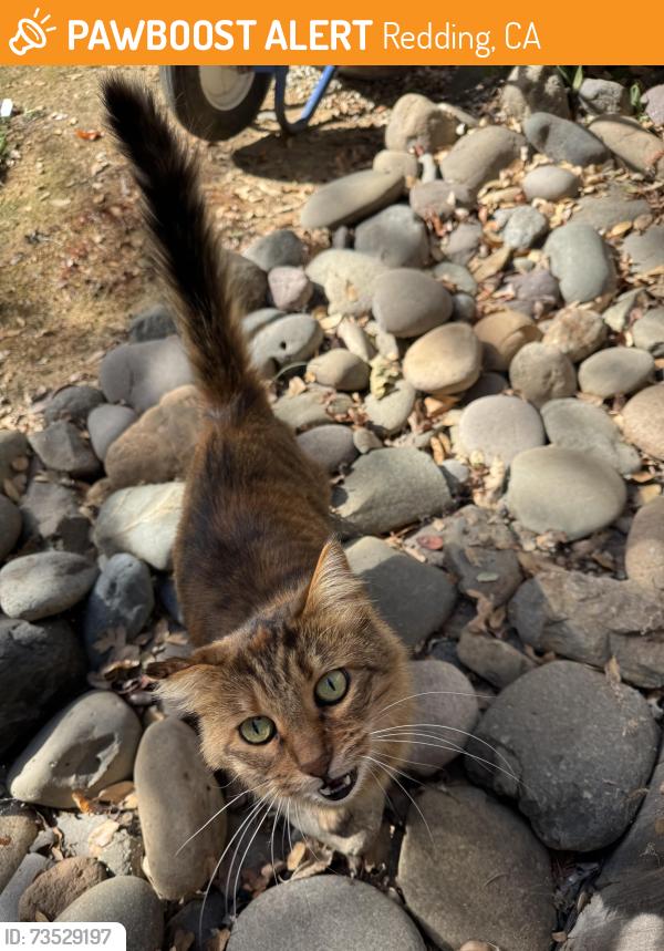 Found/Stray Unknown Cat last seen Wilshire, Redding, CA 96002