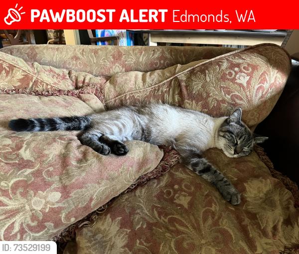 Lost Male Cat last seen Humming bird park, Edmonds, WA 98020