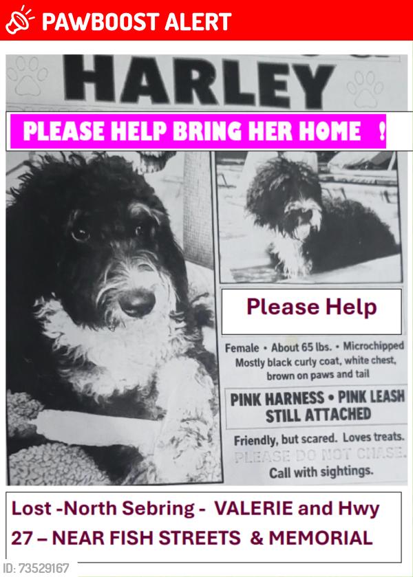 Lost Female Dog last seen POMPANO, STARFISH, MARLIN & VALERIE, Highlands County, FL 33870