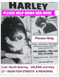 Lost Female Dog last seen POMPANO, STARFISH, MARLIN & VALERIE, Highlands County, FL 33870