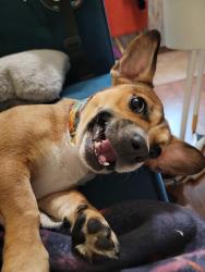 Lost Female Dog last seen Idlewild park, Reno, NV 89509