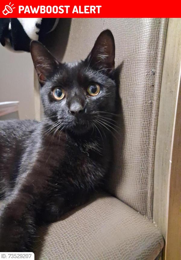 Lost Male Cat last seen Annapolis and Dudley, Dearborn Heights, MI 48125