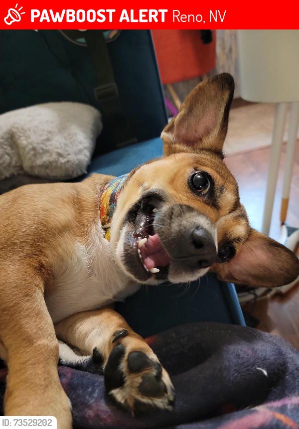 Lost Female Dog last seen Idlewild park, Reno, NV 89509