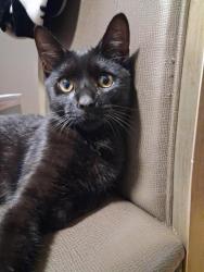 Lost Male Cat last seen Annapolis and Dudley, Dearborn Heights, MI 48125